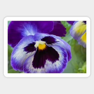 Blue Pansy Sticker